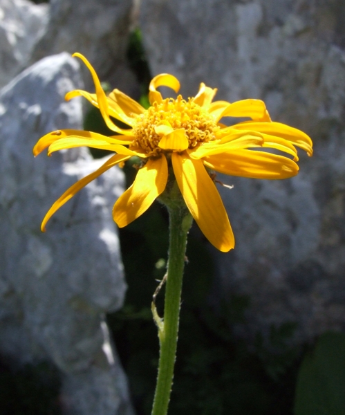 Senecio doronicum